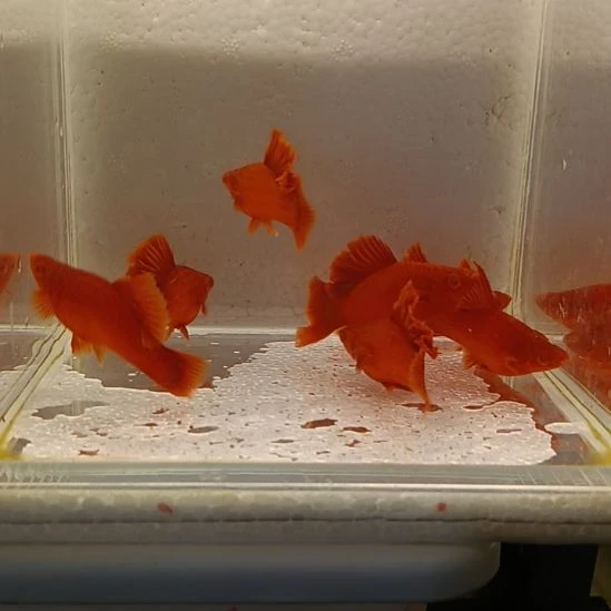 用***8红剑鱼高鳍红剑观赏鱼