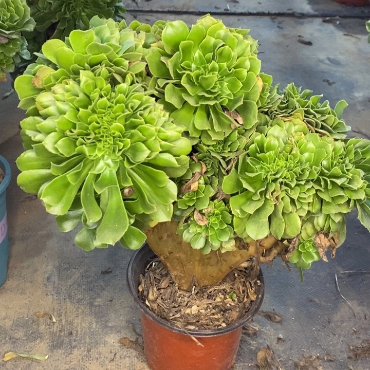 绿羊绒缀多肉植物13