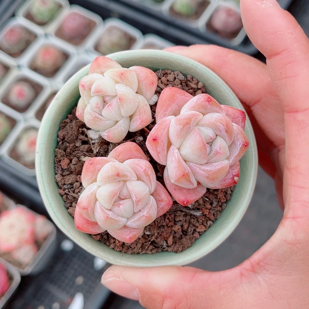 主****狗风靡园艺小老桩冰玉群