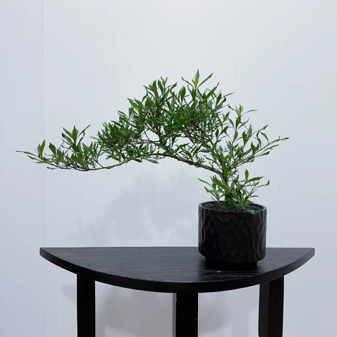 【喜黛玉栀子花】海岛桩形 浓香三季开花可结果客厅好养盆景