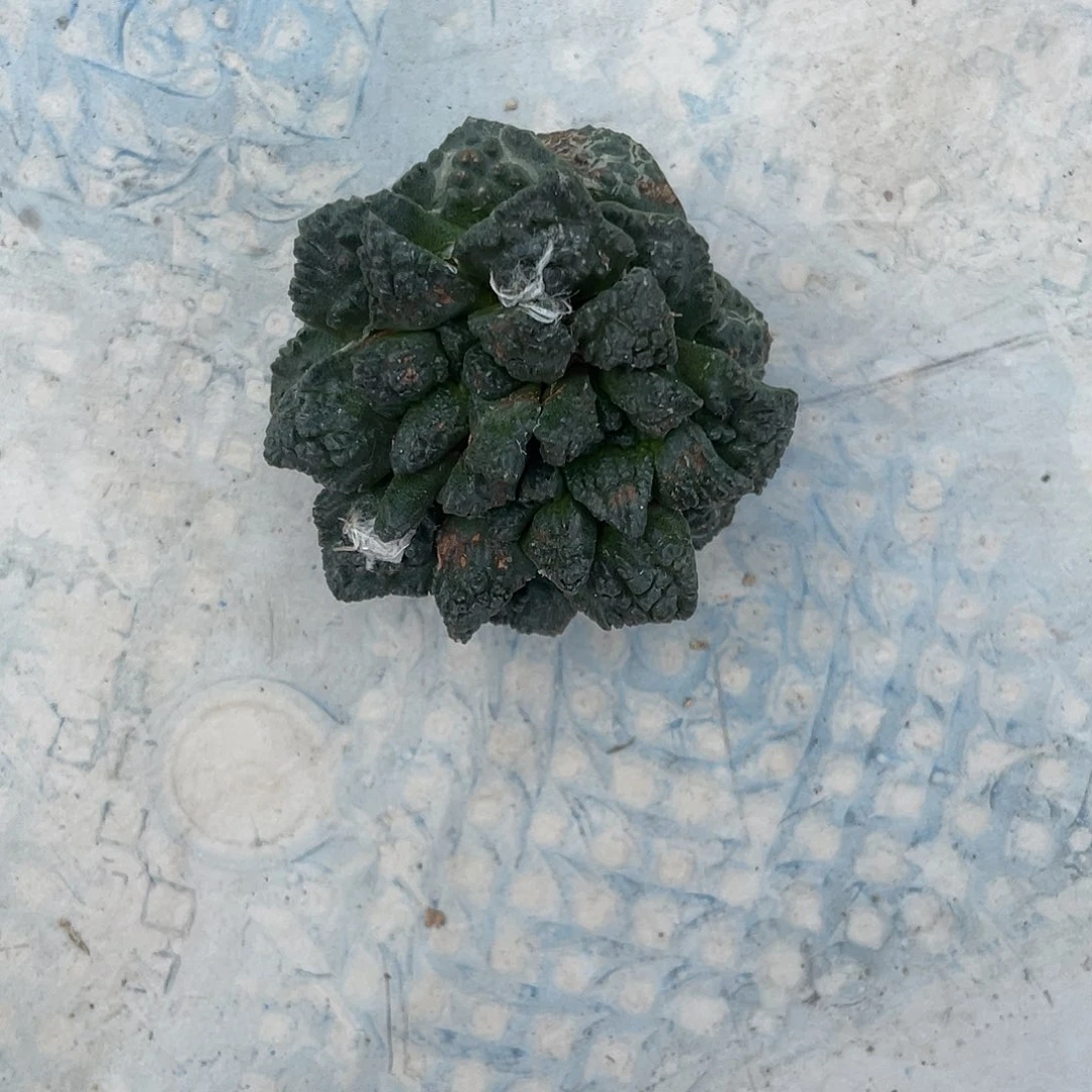 西***了特价岩牡丹一物一拍