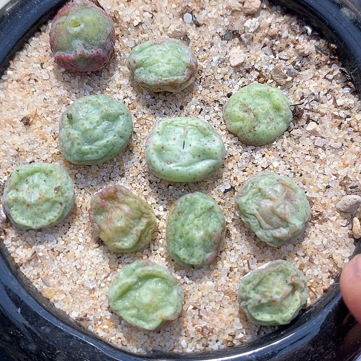 鬼脸绿豆糕一颗