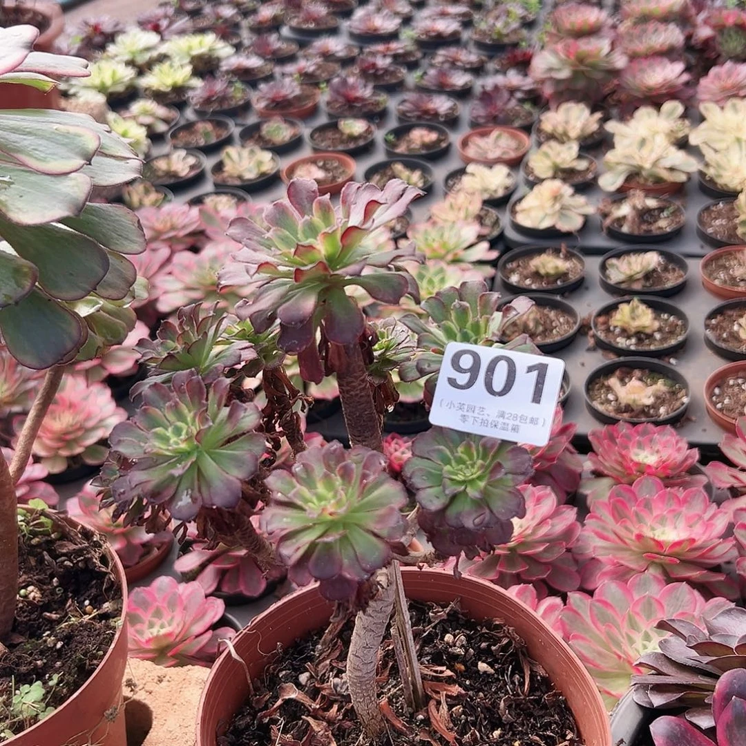 多肉植物901多肉植物