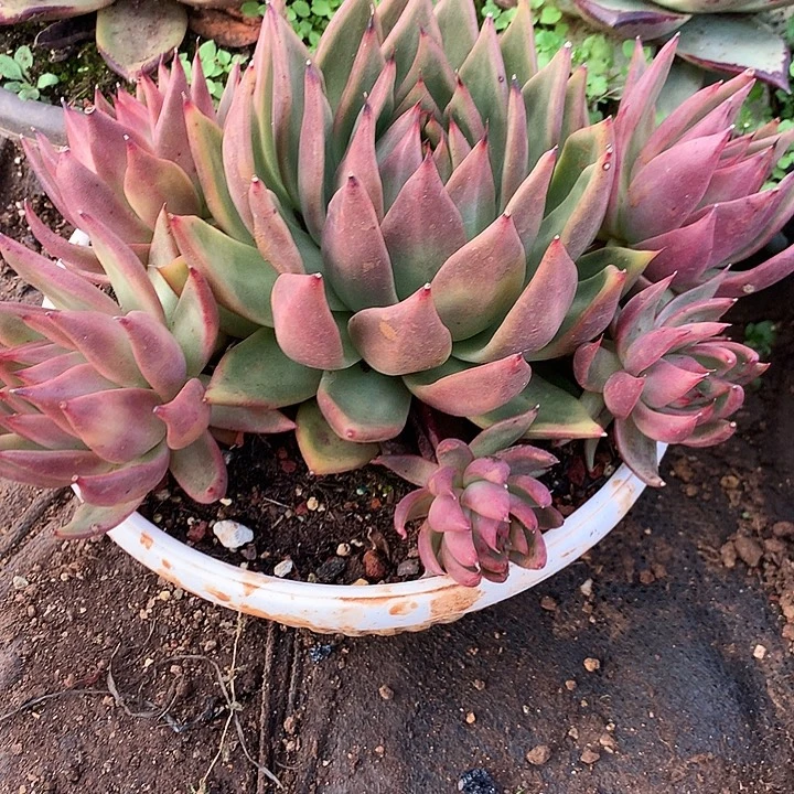 美肉特价活动开始啦