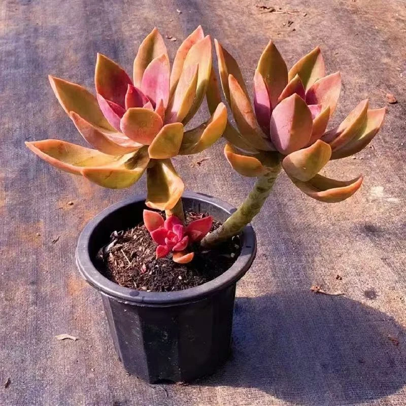 太妃糖多肉植物 （满19.9包邮）星花怒放云南新手养肉放种植