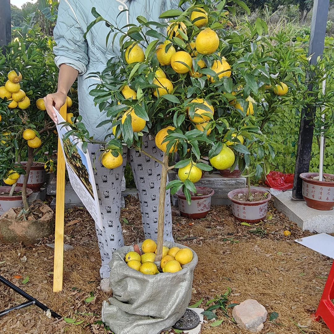 黄金贡柚盆栽带果室内客厅室外耐寒花卉绿植橘子盆景