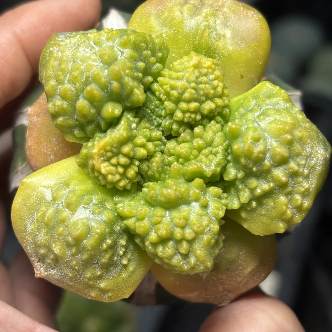 仙人球 一物一拍 草球嫁接 DP850