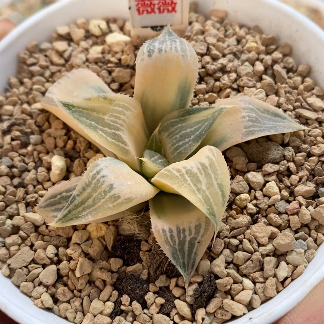 415糊斑实生寿锦一物一拍