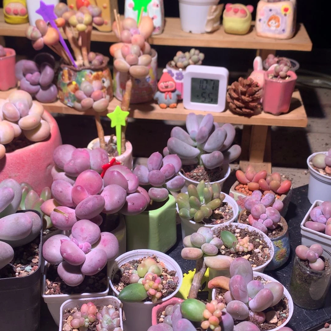 草**西发芽的芒果奶酪多肉