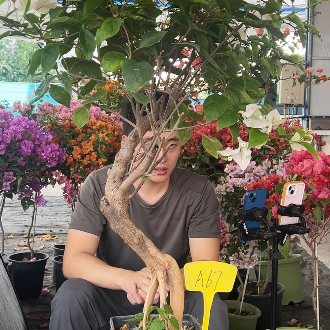 李****大部分花苞少量开放A67红英