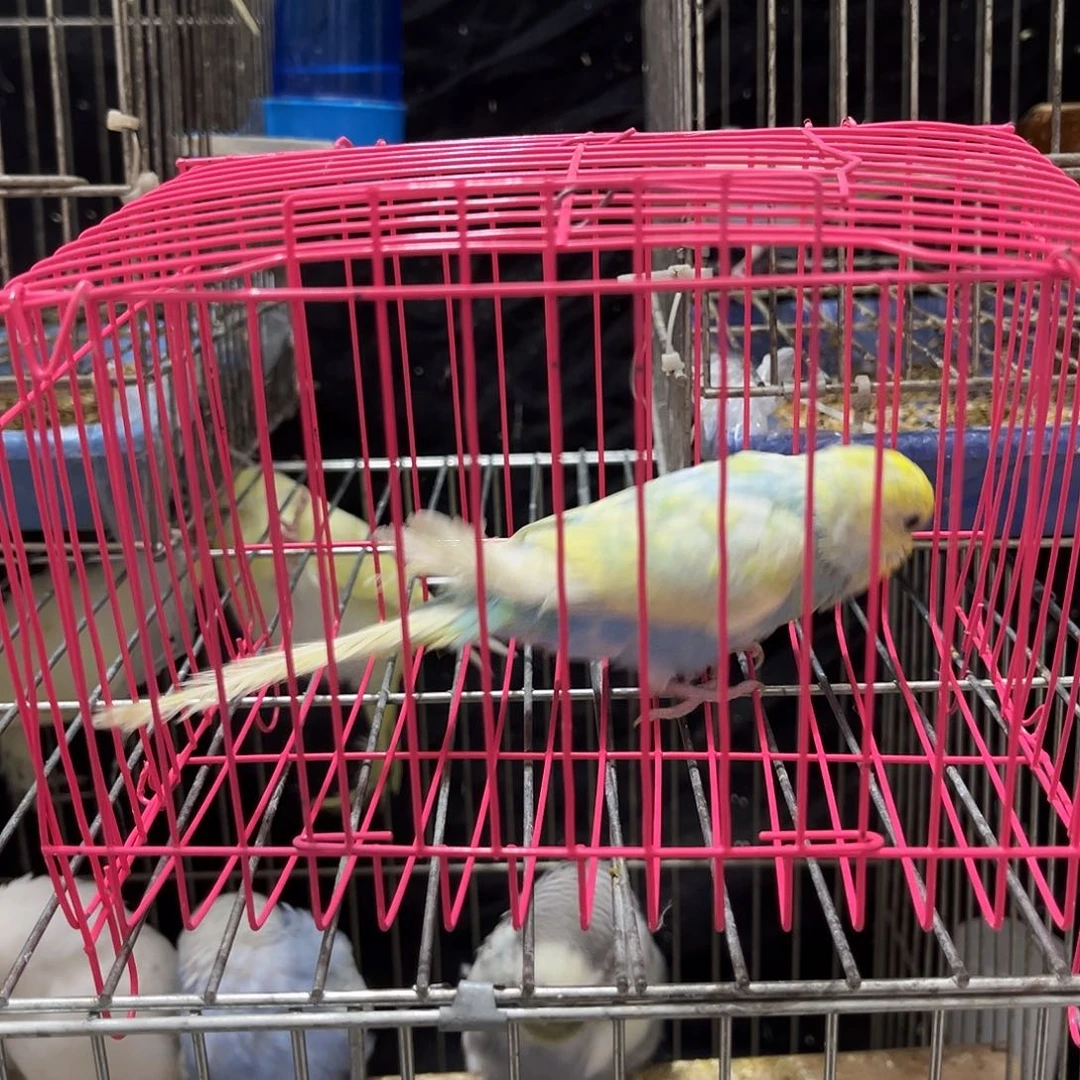 虎皮鹦鹉一只金彩 高纯珍珠彩公