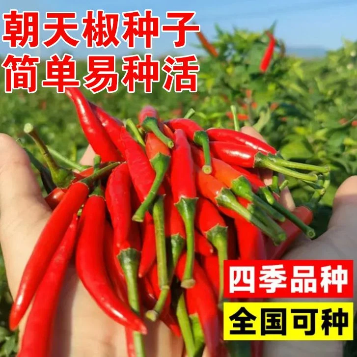 正宗香辣朝天辣椒种子超辣四季播种农家辣椒种子大果朝天椒辣椒籽