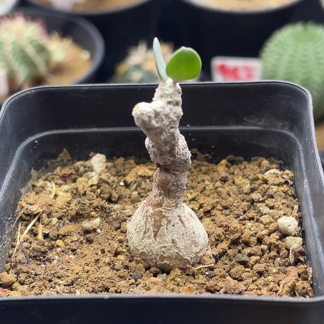 实生块根恩特美宙斯厚敦菊