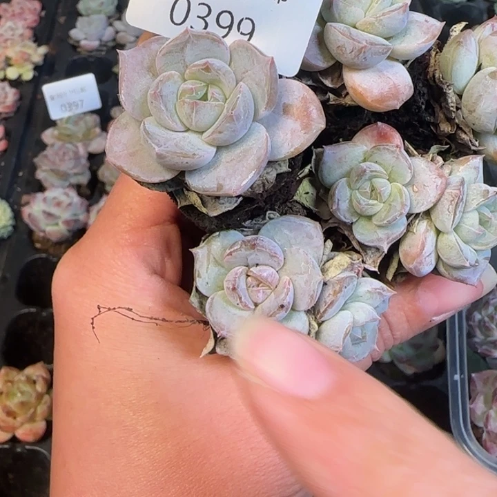 复古色不知名特价出399号