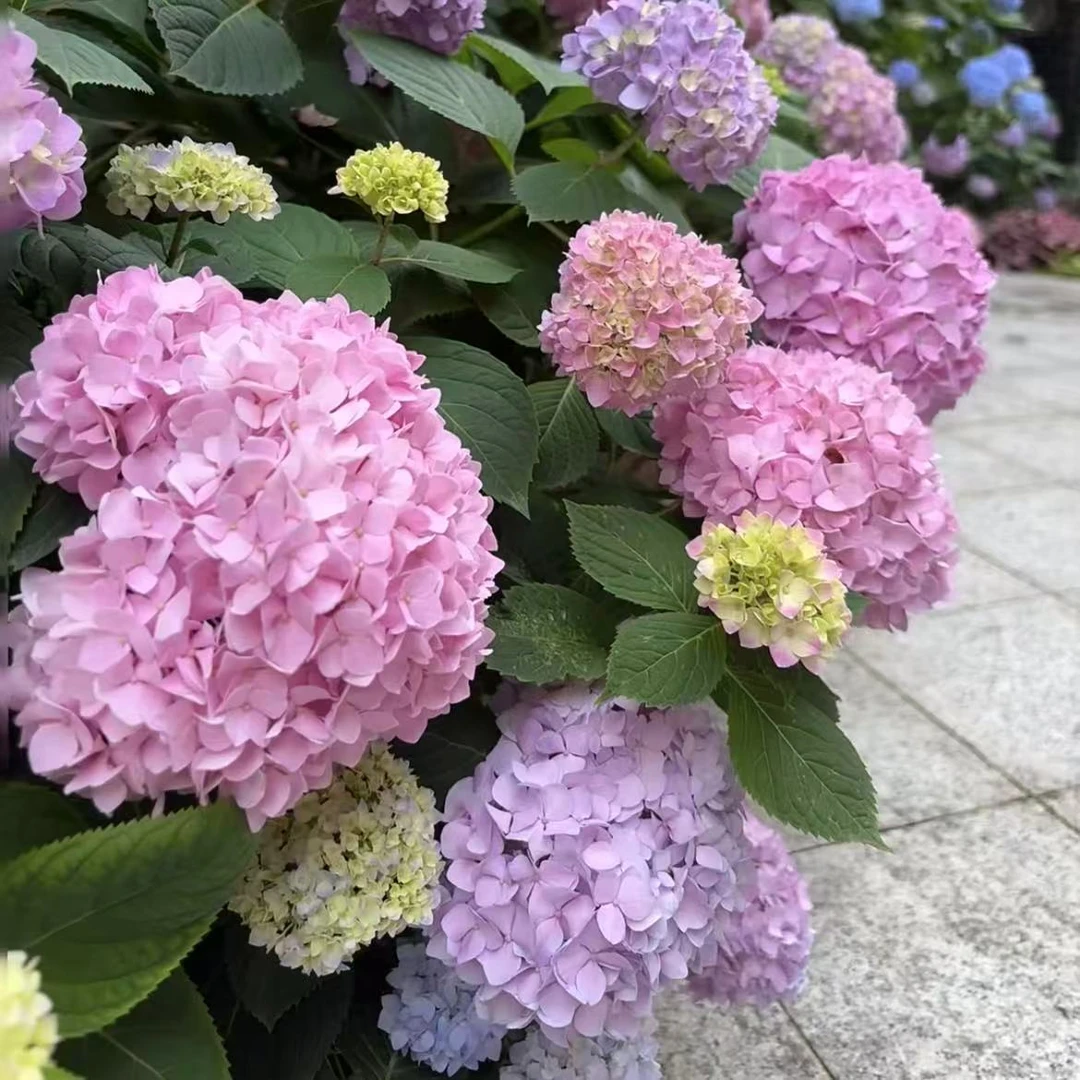 夏洛特公主绣球花盆栽庭院阳台花卉植物喜水易养护