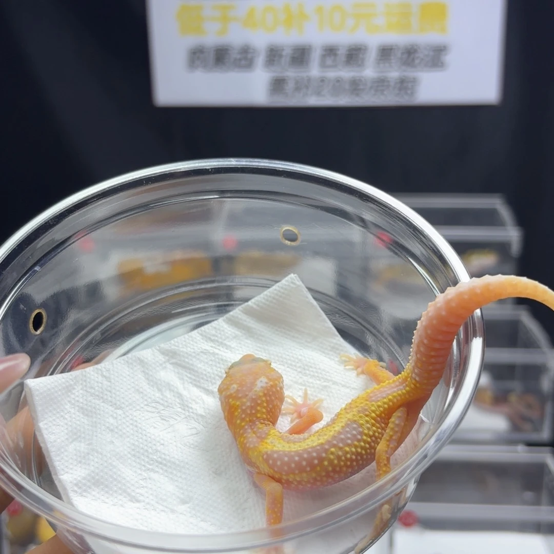 豹纹守宫白化川普母温