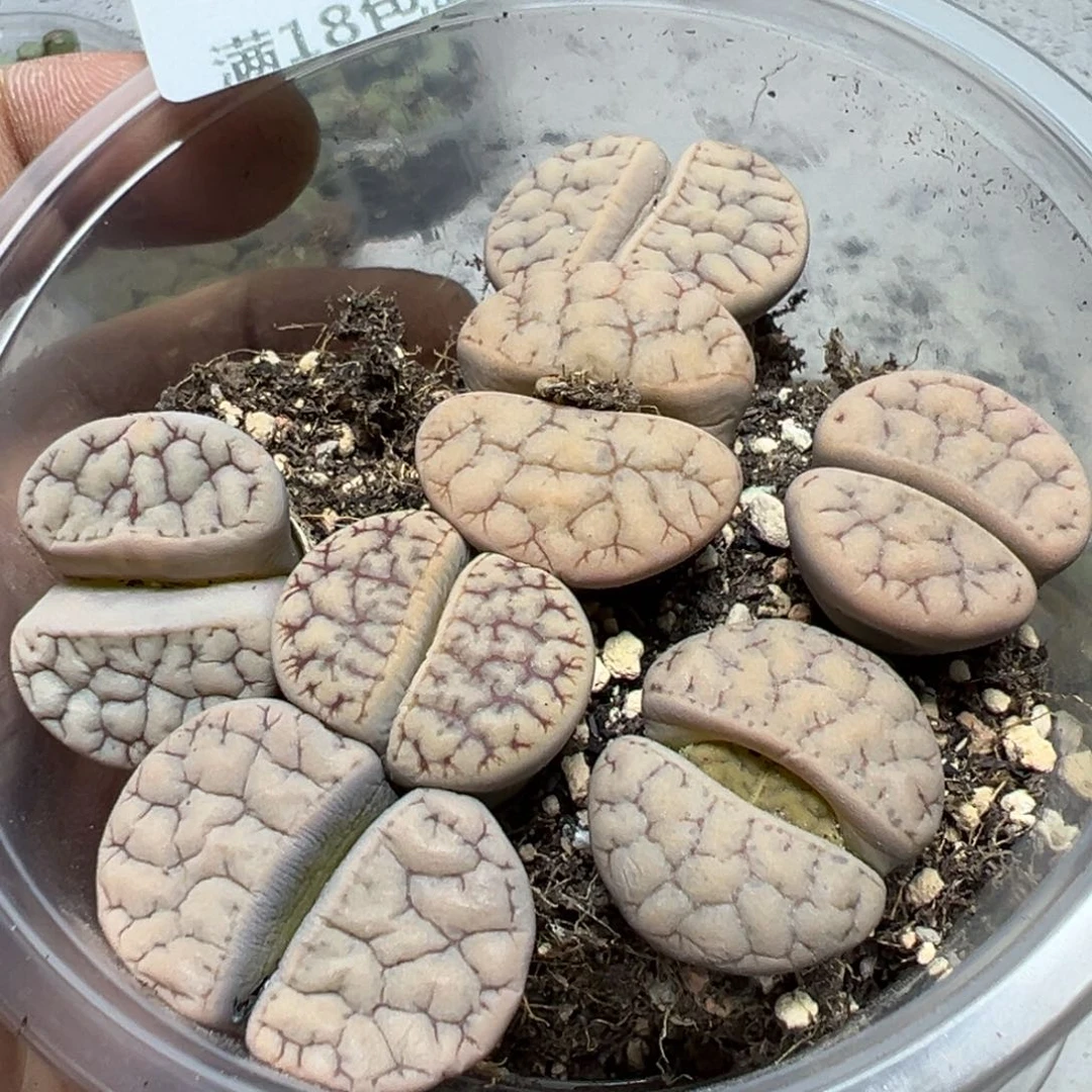 【闪购商品】 654.