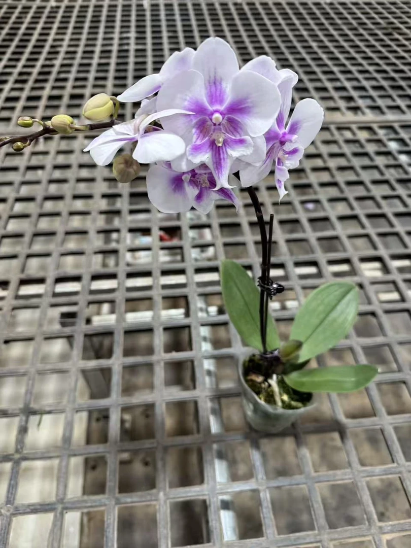 蝴蝶兰[阿雅]昆明直发