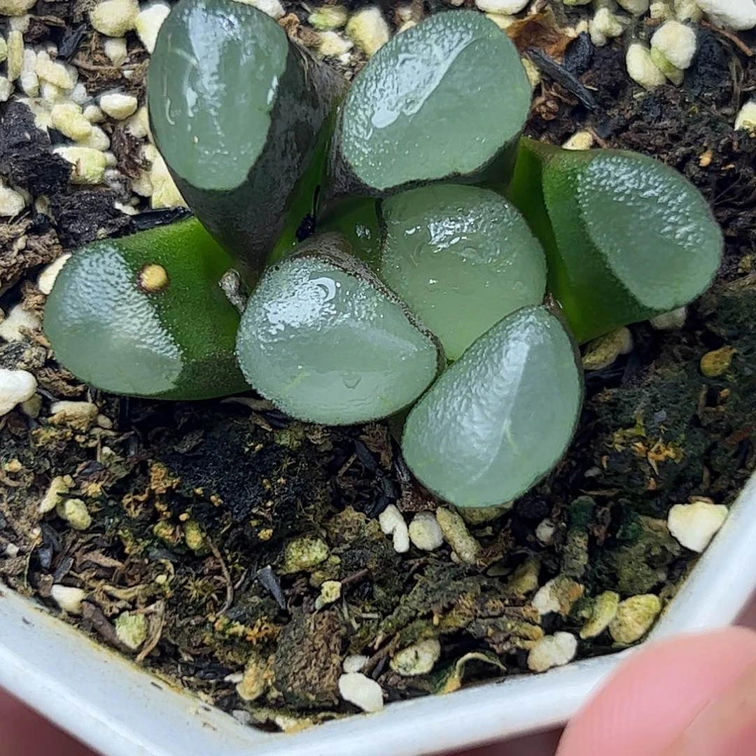 紫镜万象十二卷多肉植物