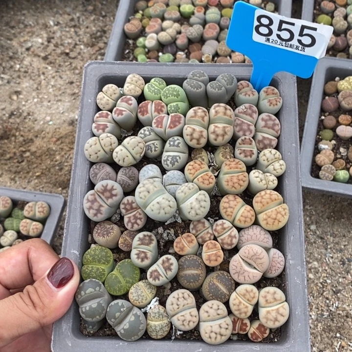 *****生石花的季节是最855