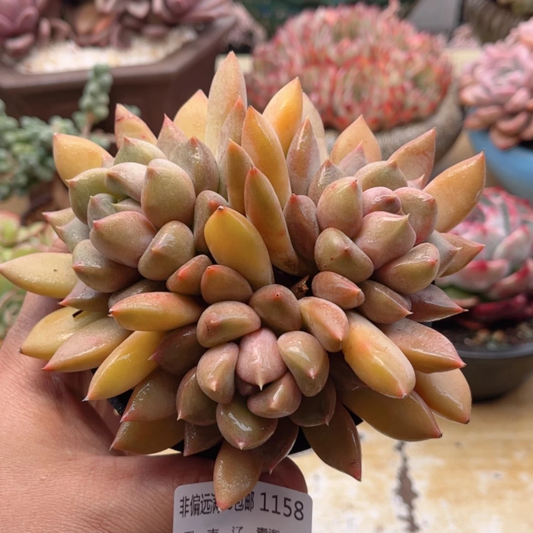 【闪购商品】1158红象牙