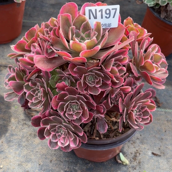 瑞妈多肉园艺 197皇后