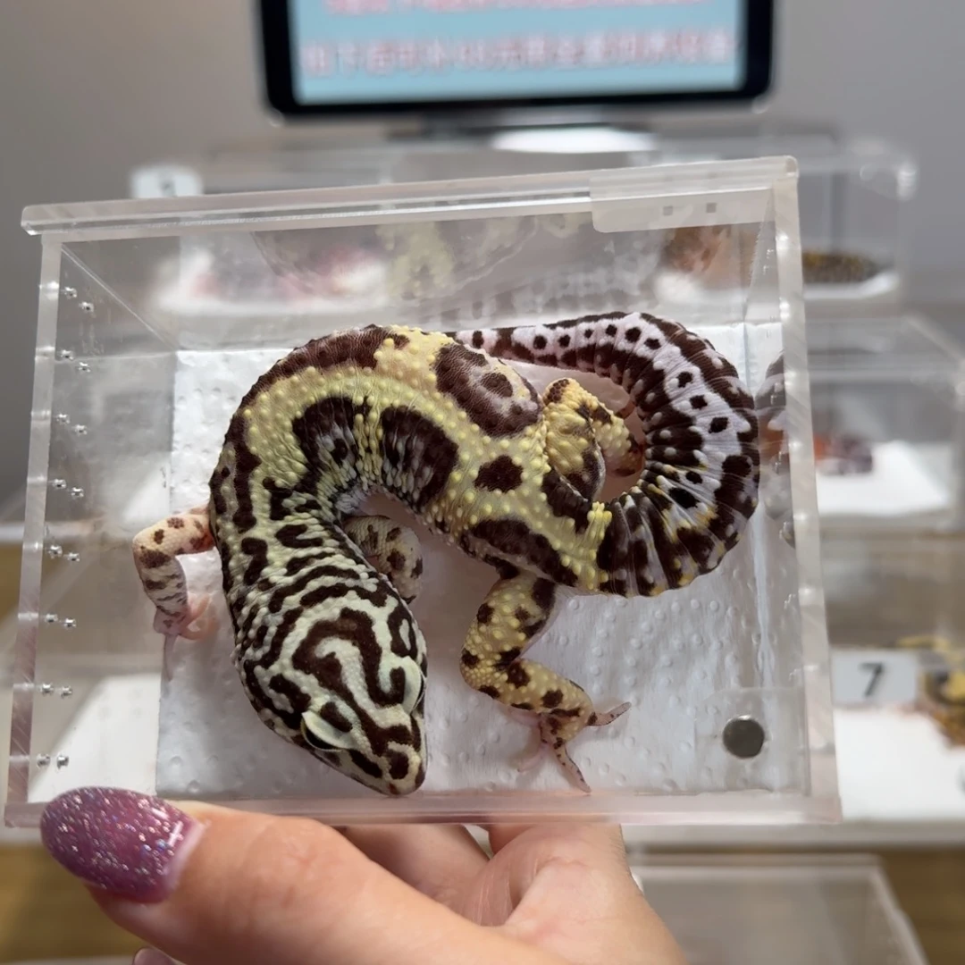 豹纹守宫土匪弟弟