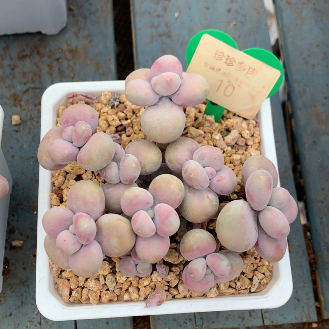 H***～腰子蛋老桩平头10