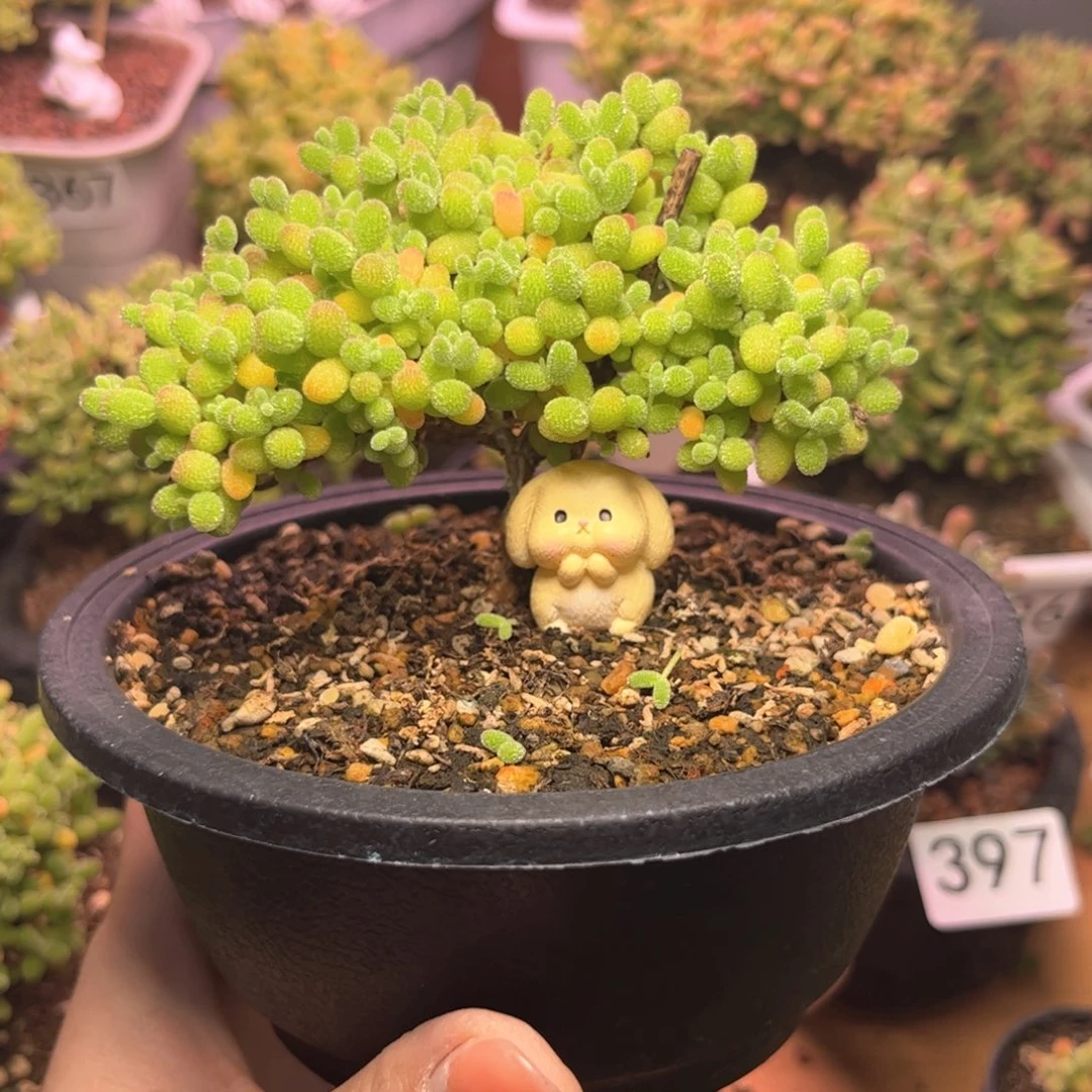 405金桔可爱多肉植物
