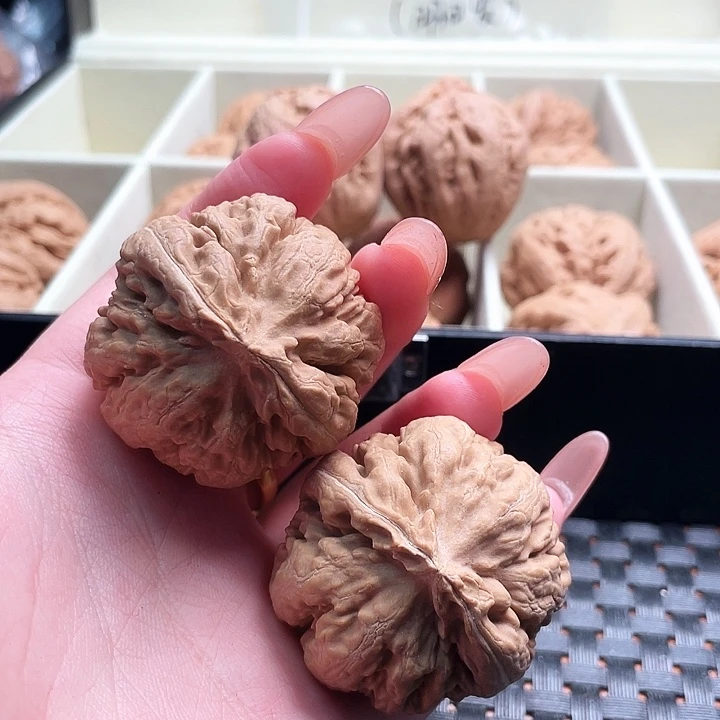 随***、霸王龙核桃尺寸41