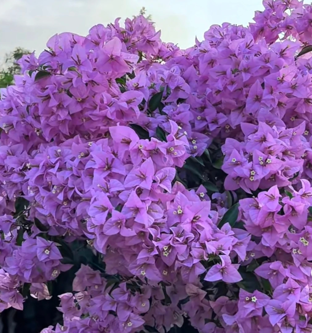 漳州三角梅赛弗里三角梅原盆轻土栽培三角梅盆栽爬藤阳台植物