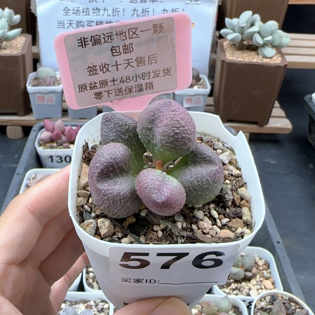 576水蜜桃多肉植物
