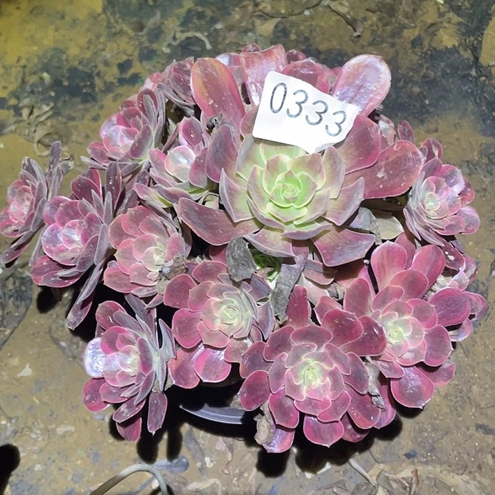 多肉植物法师333欧姿锦
