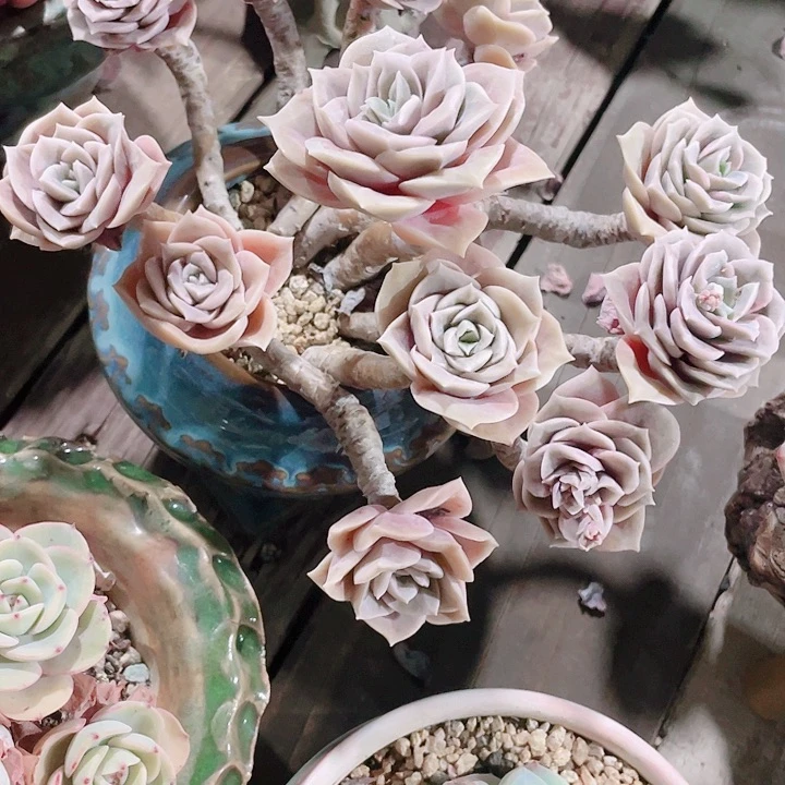 魔***儿多肉植物多肉植物