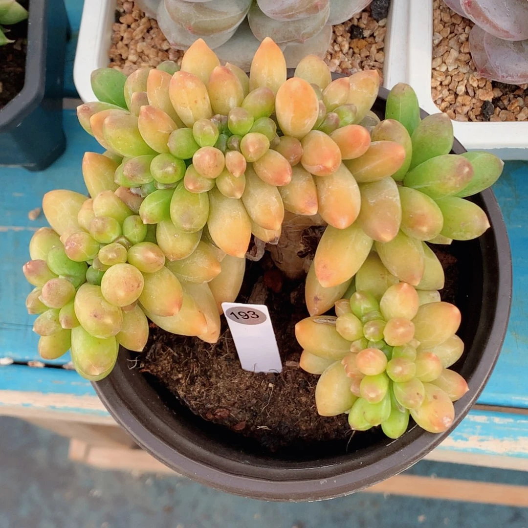 千代田缀58包邮  群生不包整193