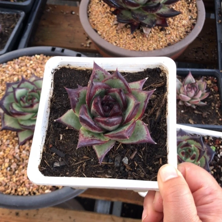 绿底包子0000000004