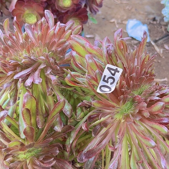 用****3多肉植物一个