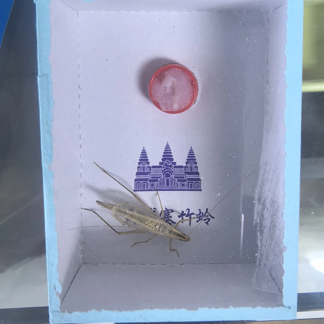 黑六鸣虫——精品柬埔寨竹蛉