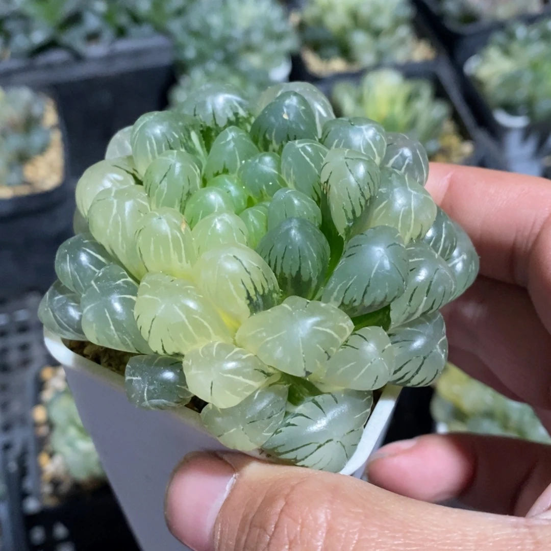 一颗湖水玉露锦 新年福利