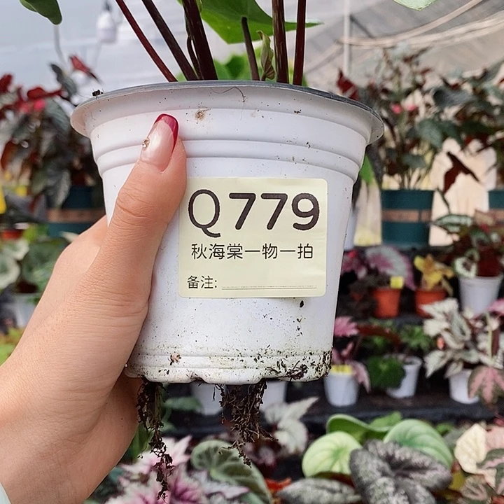 不开花植物芋*秋海棠779