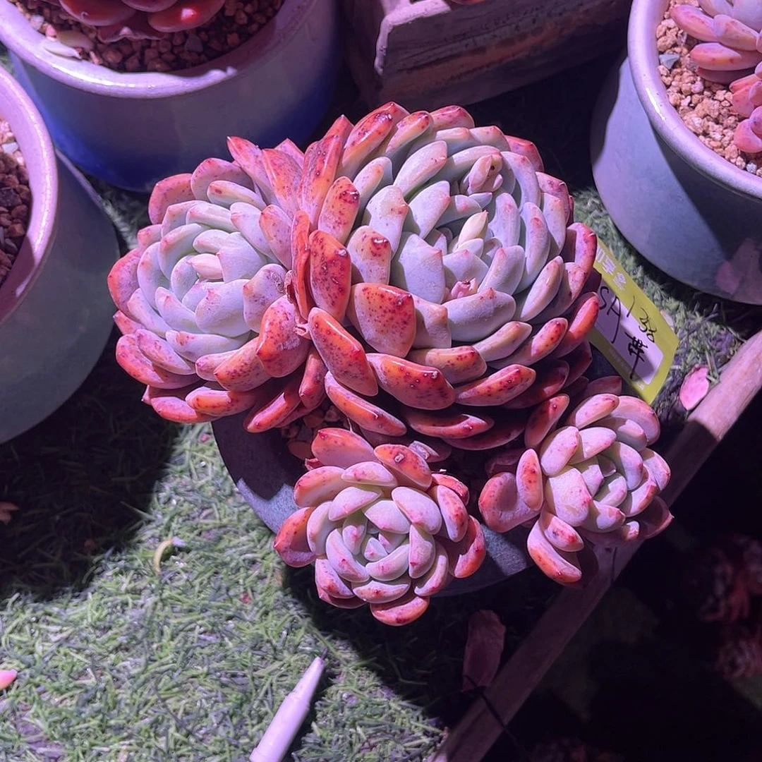 巨****装橙梦露群生一颗带盆