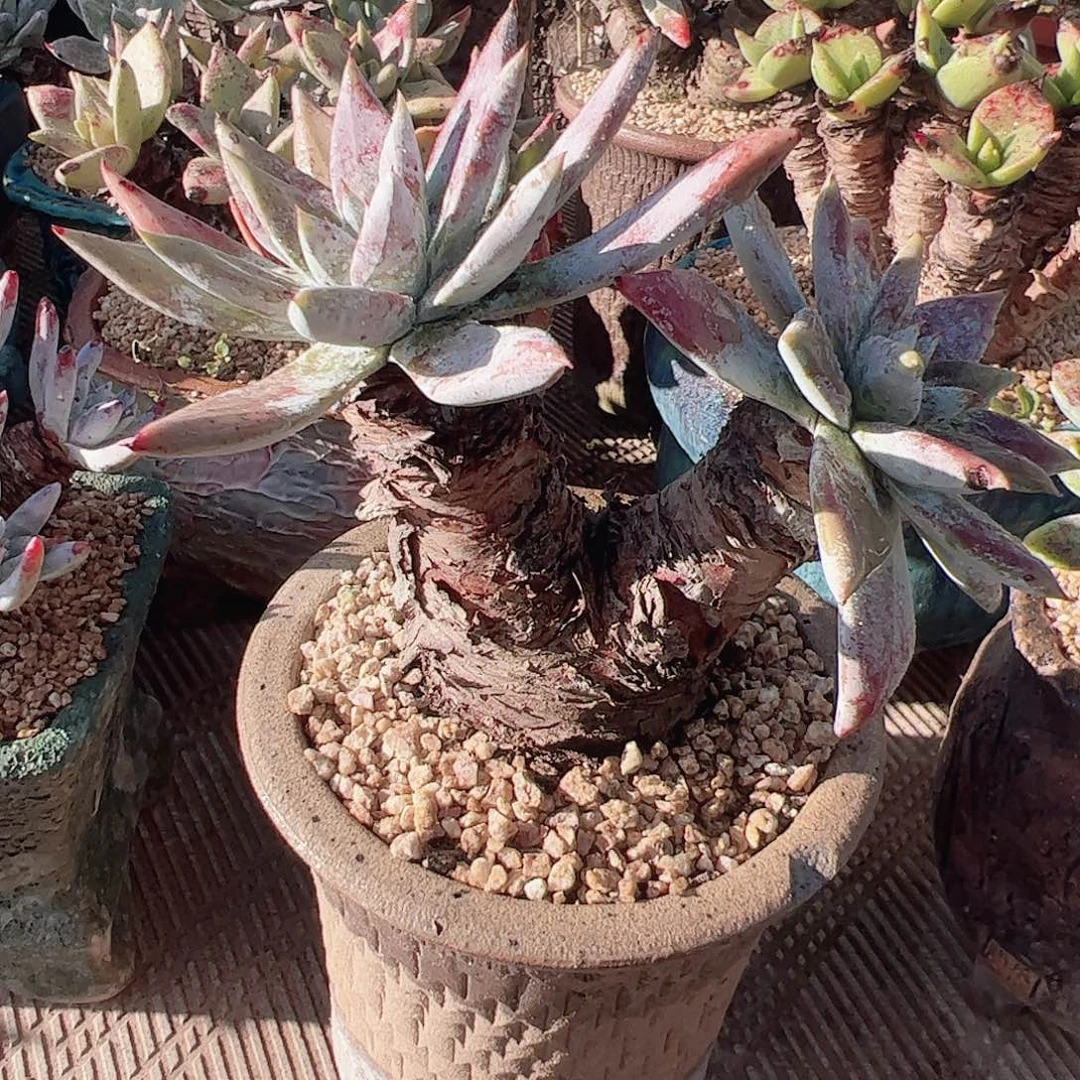 3425墨西哥苹果叶仙女杯