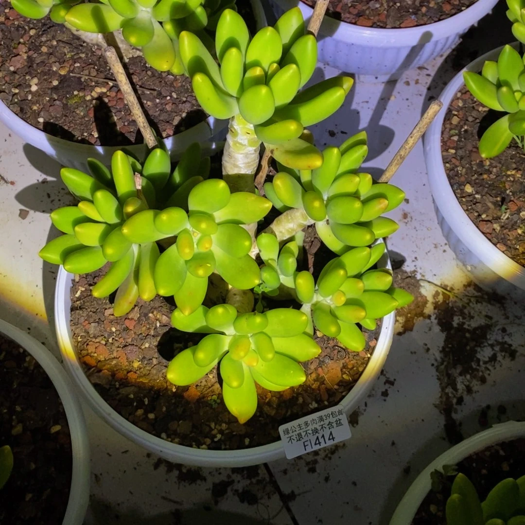 414金蟾芒果奶多肉17cm