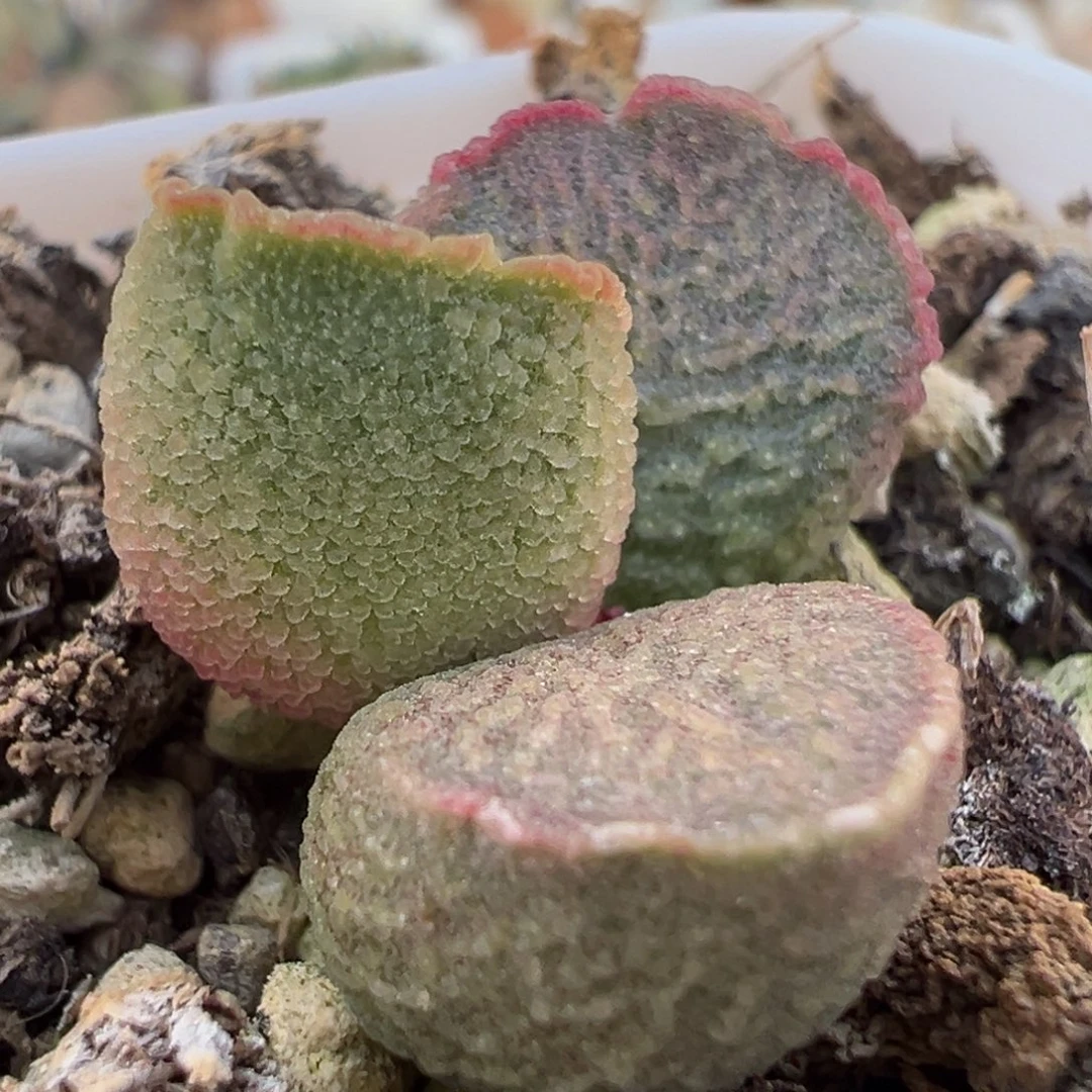 福利款整颗实生新品冰沙质感