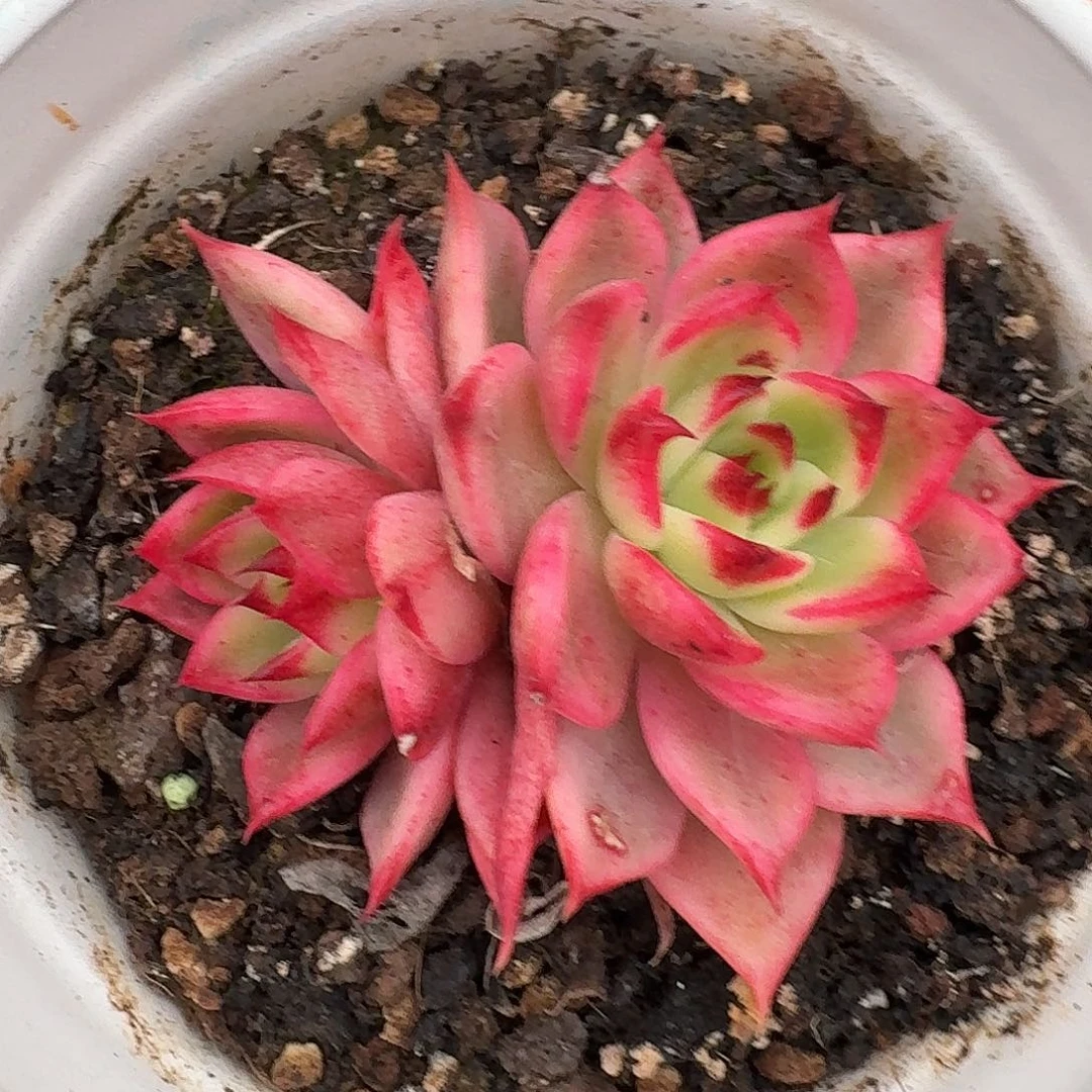 桃花一物一拍好看