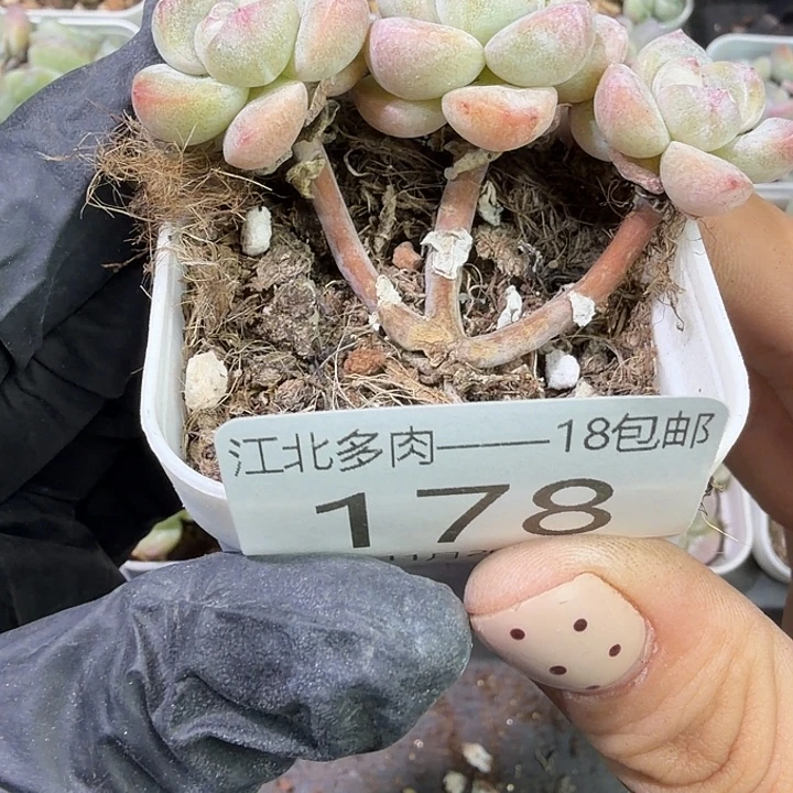 178 号到手1框江北多肉