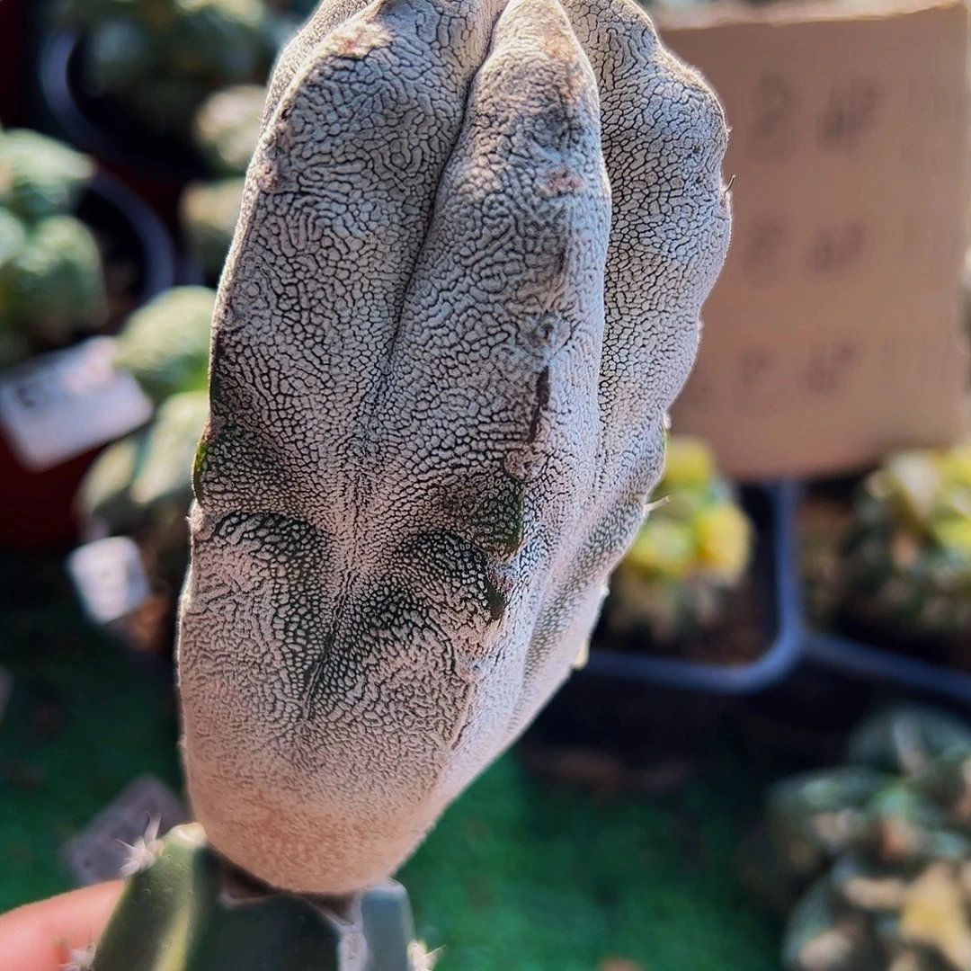 无花朵苗接长柱恩中226