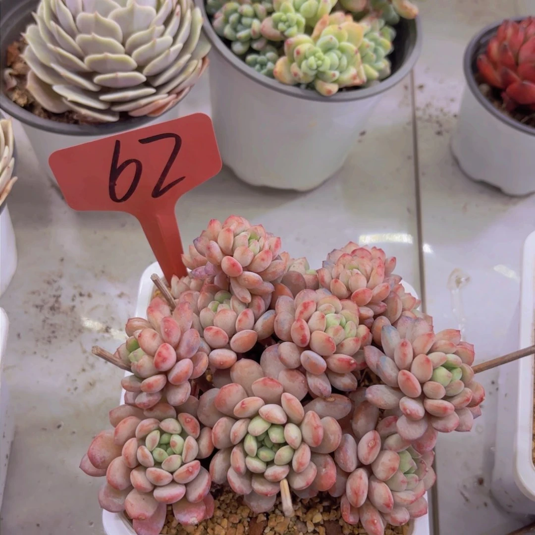 崔****装我的小可爱们都好可爱啊