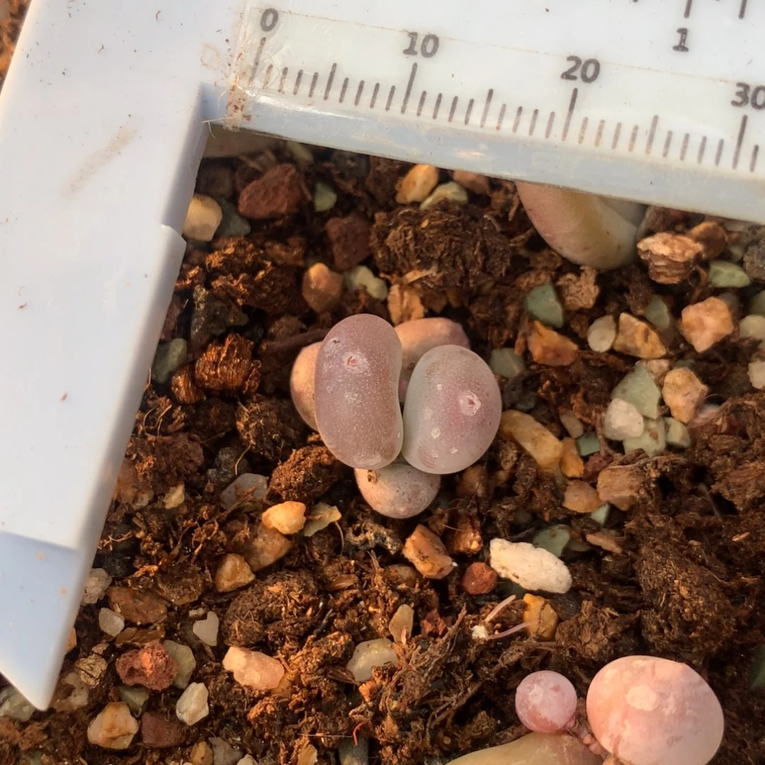 黄金鸡蛋大叶奶的  239不凑满28元发一片叶 不售后 到付