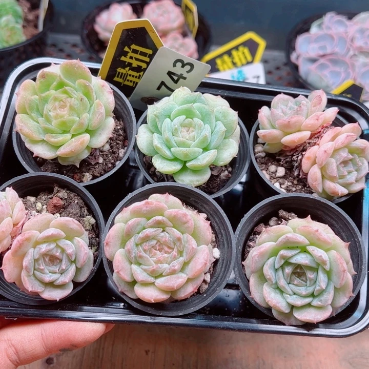 多肉植物多肉植物